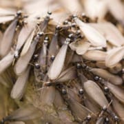 羽アリの大量発生