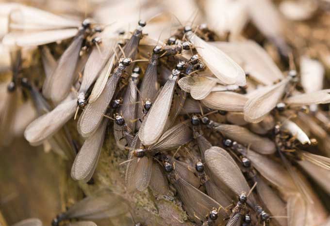 羽アリの大量発生