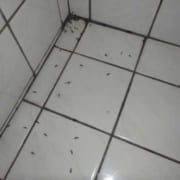 風呂場に発生した羽アリ