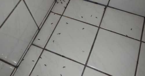 風呂場に発生した羽アリ