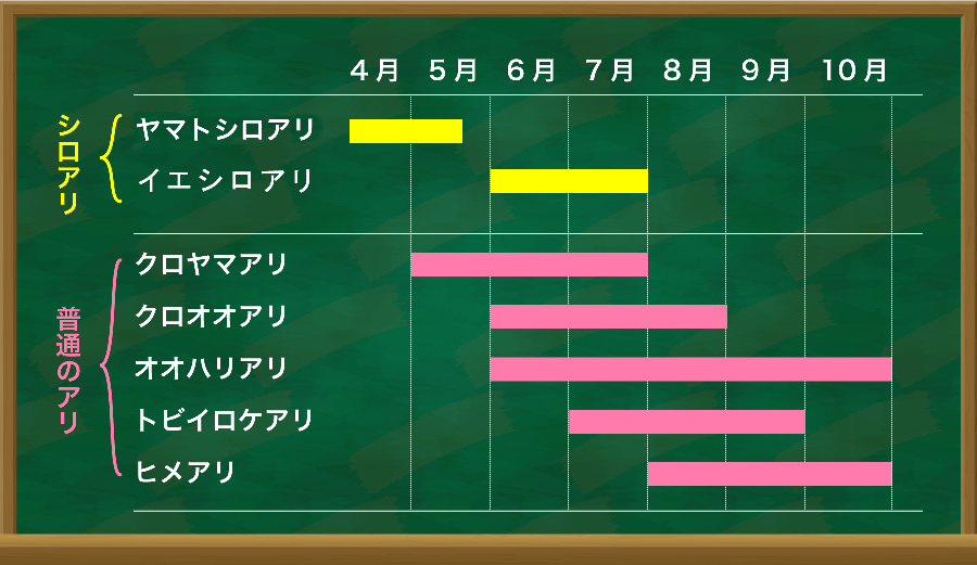 羽アリの特徴と発生時期のまとめ